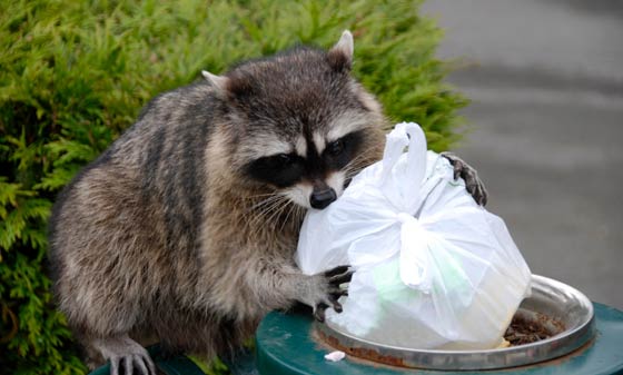Repel A Raccoon Invasion