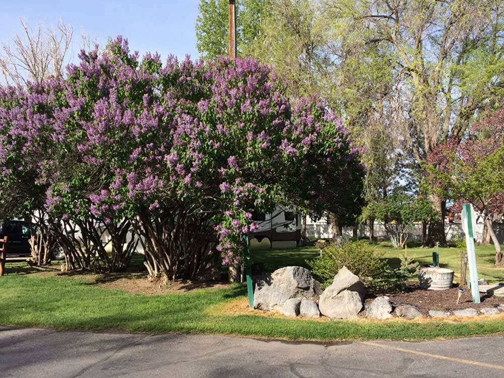 Beautiful flowers and trees at SNAKE RIVER RV PARK AND CAMPGROUND
