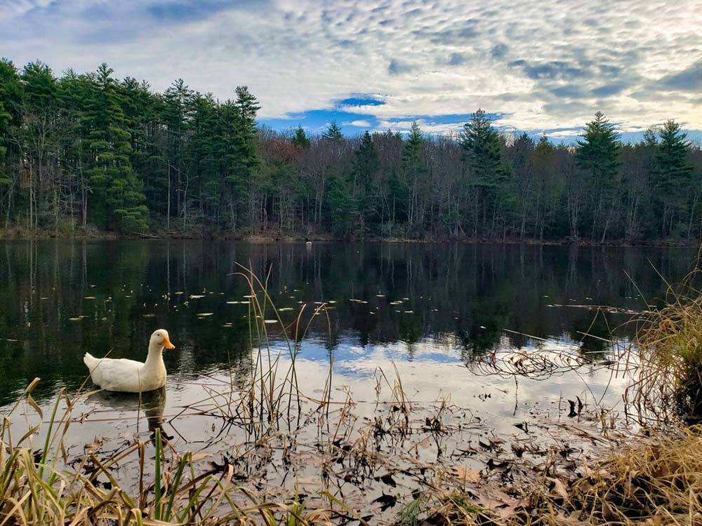 Lone duck swims in a lake surrounded by forests at PINE LAKE RV RESORT & COTTAGES