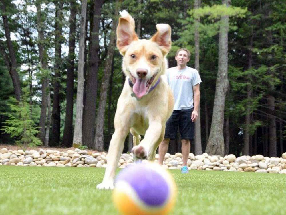 Dog playing with ball at LAKE GEORGE RV PARK