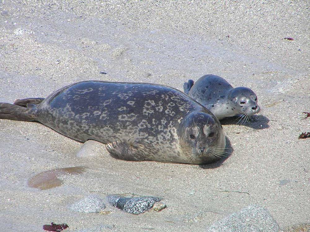 A couple of seals laying in the sand at MARIN RV PARK