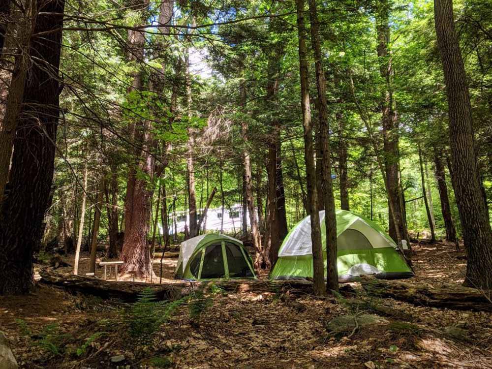 Tents in a tenting site under trees at MT. GREYLOCK CAMPSITE PARK