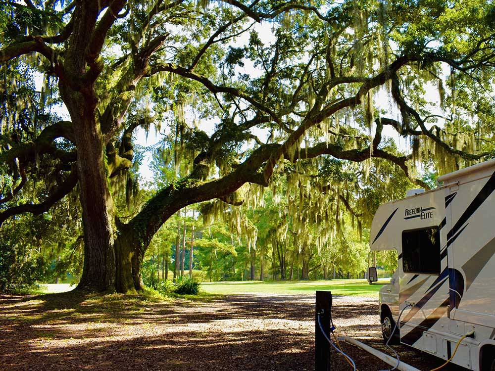 A RV hooked up at a site under a live oak tree at RED GATE FARMS - RV RESORT
