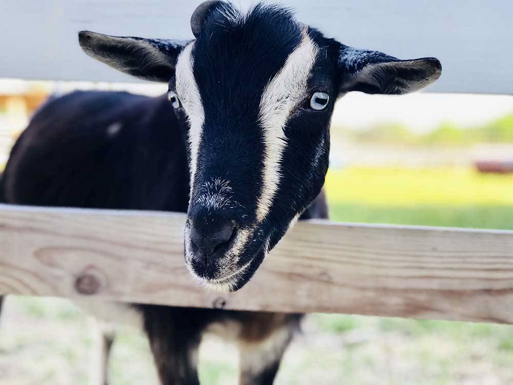 A goat looking out the fence at RED GATE FARMS - RV RESORT