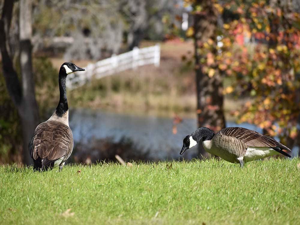 Three geese gazing in the grass at RED GATE FARMS - RV RESORT