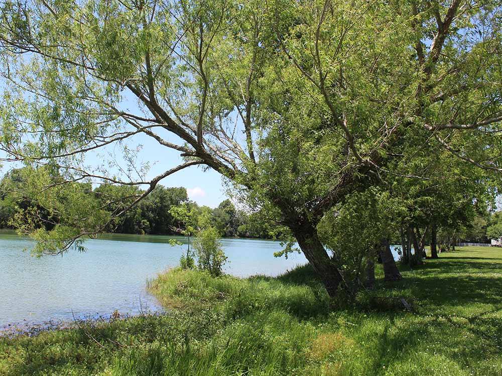 A row of trees along the lake at HIDDEN LAKE RV PARK