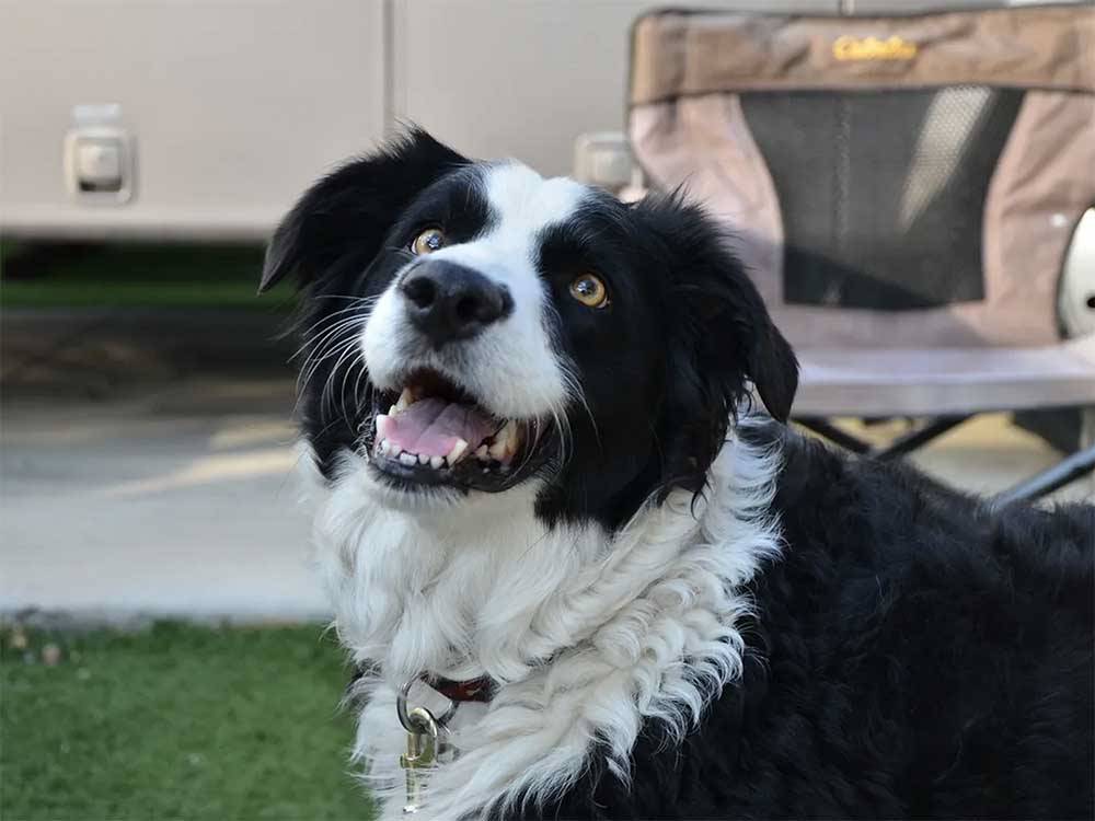 Happy dog enjoying the outdoors at DAYTON RV PARK