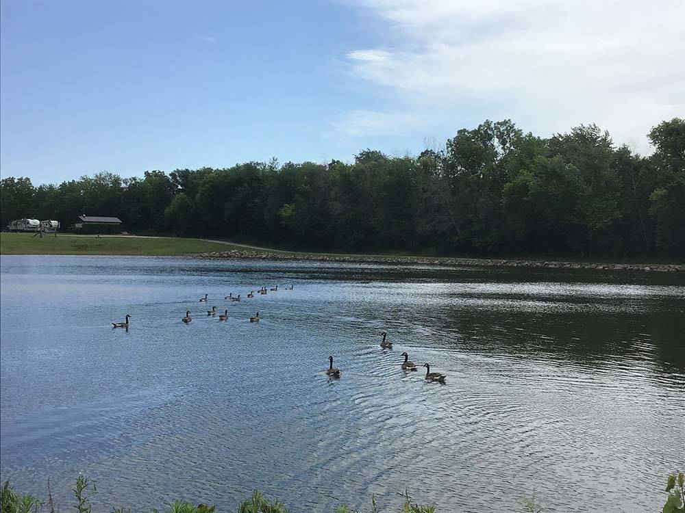 Ducks swimming on lake at R CAMPGROUND