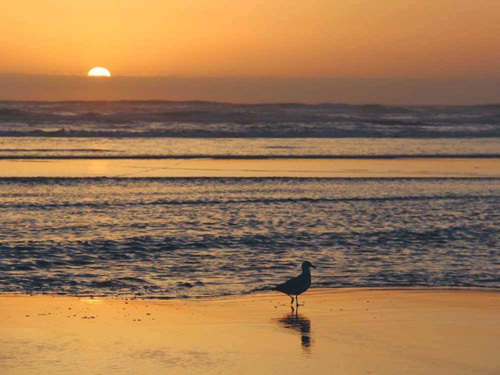 A seagull on the beach at sunset at OCEAN PARK RESORT