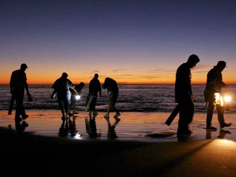 A group of people digging for clams at dusk at OCEAN PARK RESORT