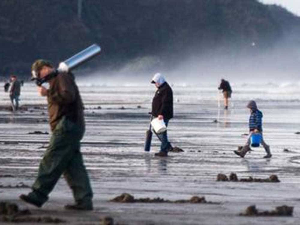 A group of people digging for clams at OCEAN PARK RESORT