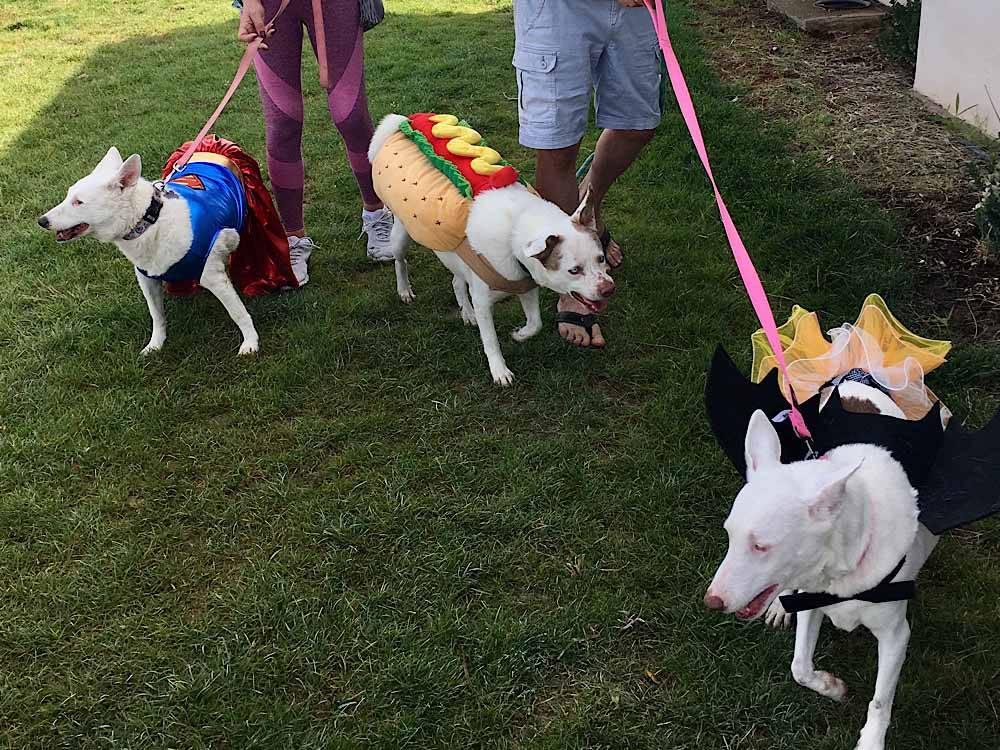 Dogs in Halloween costumes at VERDE RIVER RV RESORT & COTTAGES