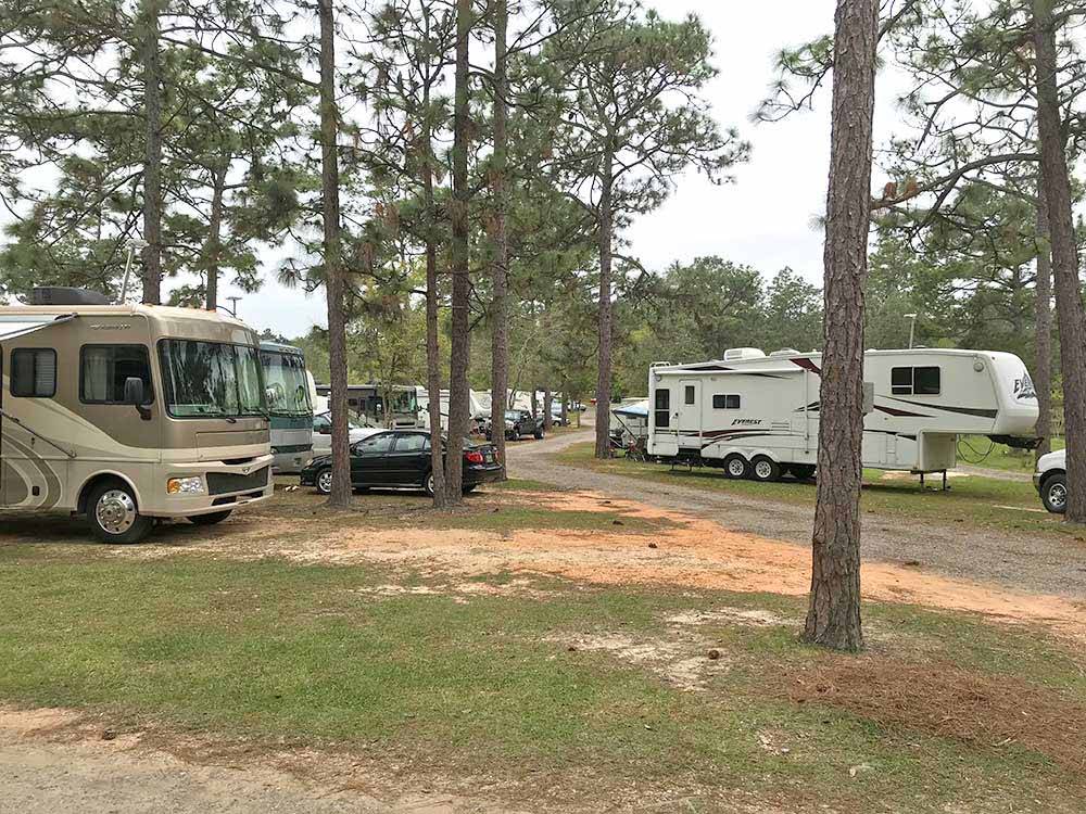 Motorhomes and trailers in sites under tall trees at WILDERNESS RV PARK