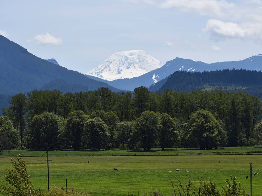 Mount Rainier looms above green meadow and forest at RAINIER WINGS / PACKWOOD RV PARK