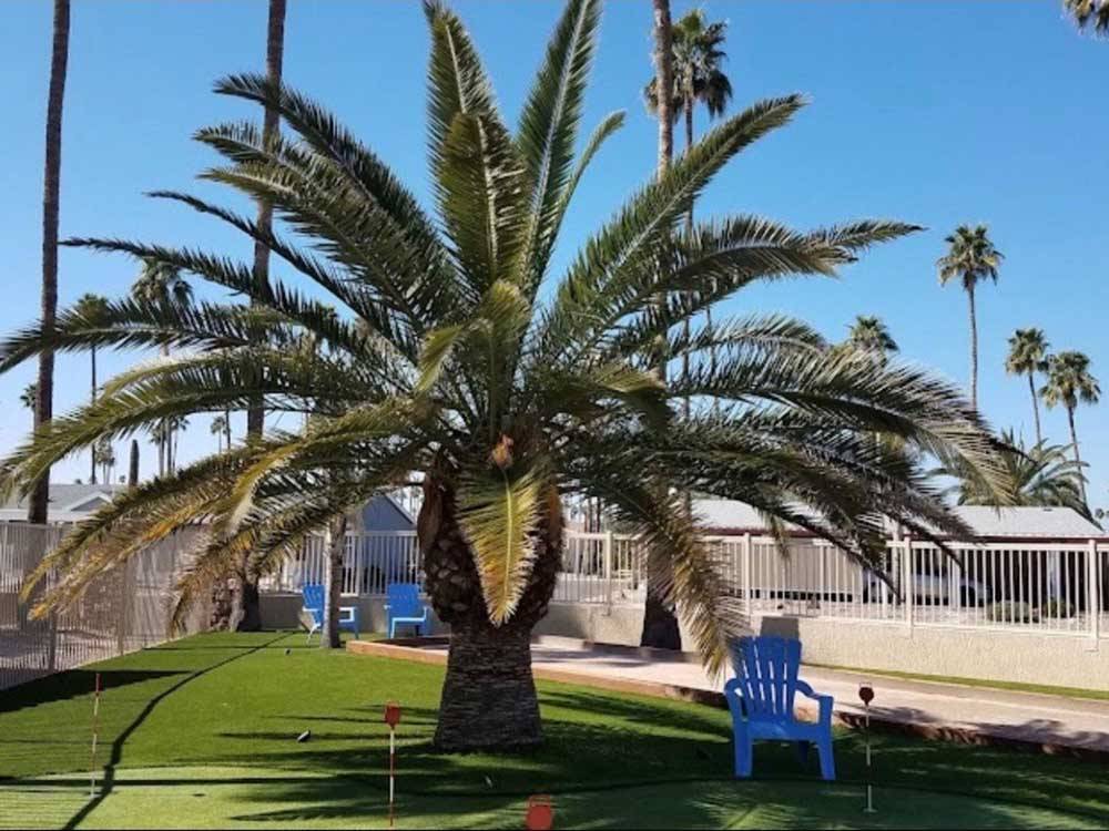 Palm tree and outdoor seat on putting green at PALM GARDENS MHC & RV PARK