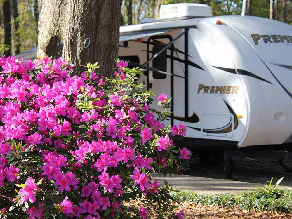 A flower bush in front of an RV site at BILTMORE RV PARK