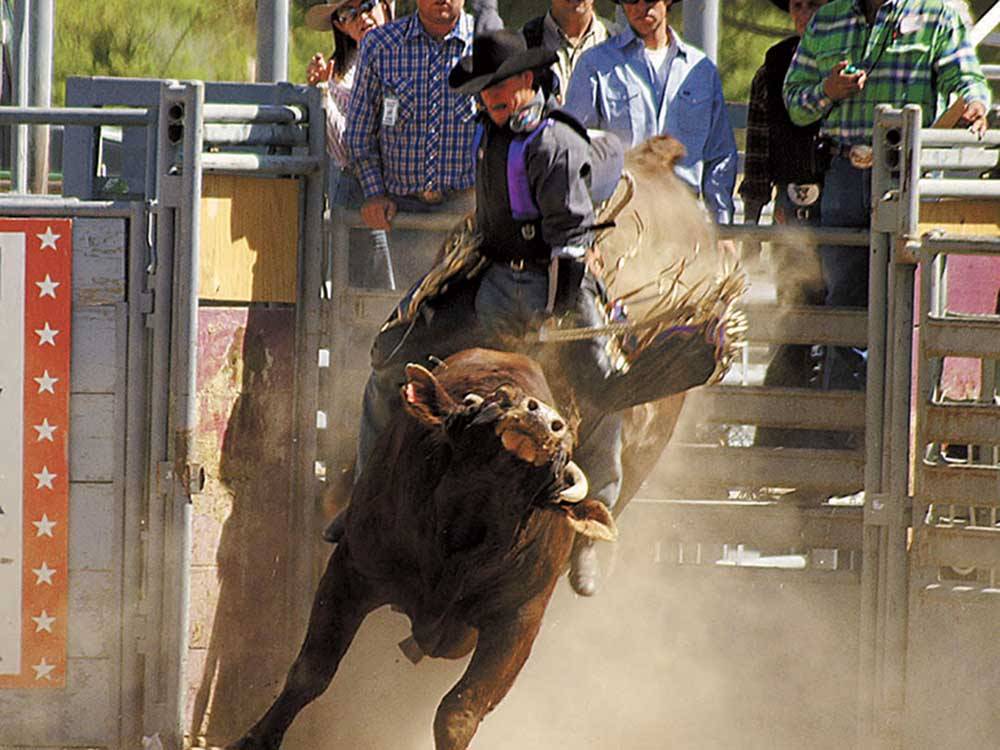 Cowboy performing at a rodeo at PAHRUMP NEVADA