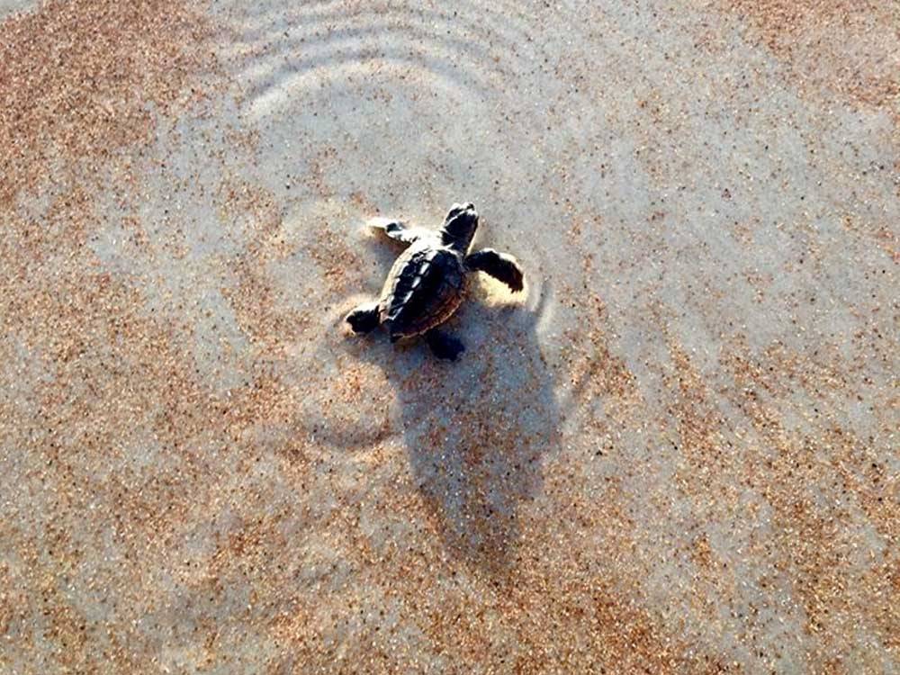 A small turtle swimming towards the ocean at CORAL SANDS OCEANFRONT RV RESORT
