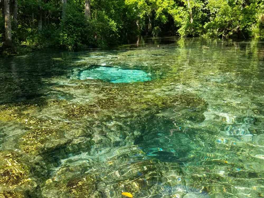 The crystal clear river at CHASSAHOWITZKA RIVER CAMPGROUND