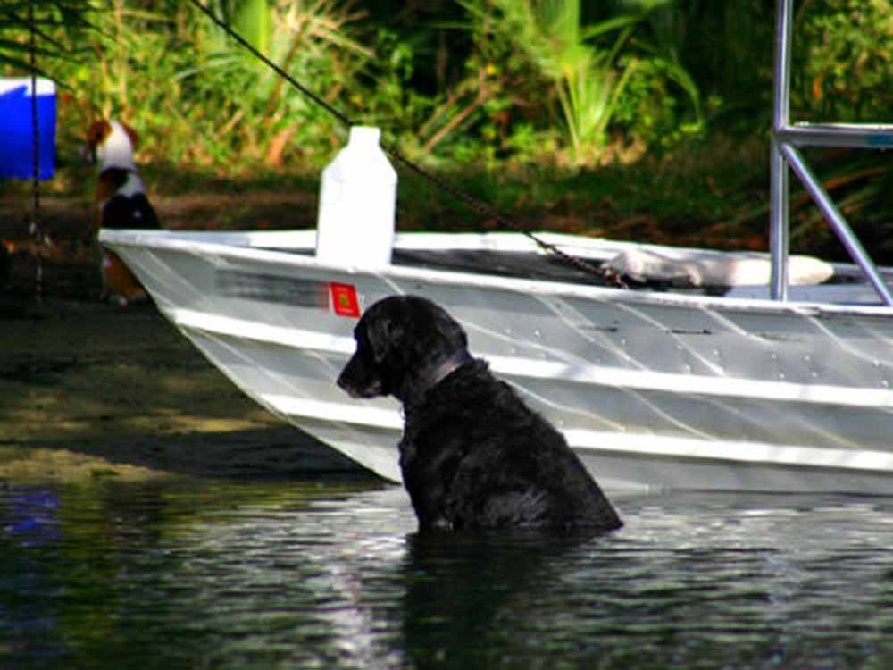 A black dog in the water at CHASSAHOWITZKA RIVER CAMPGROUND