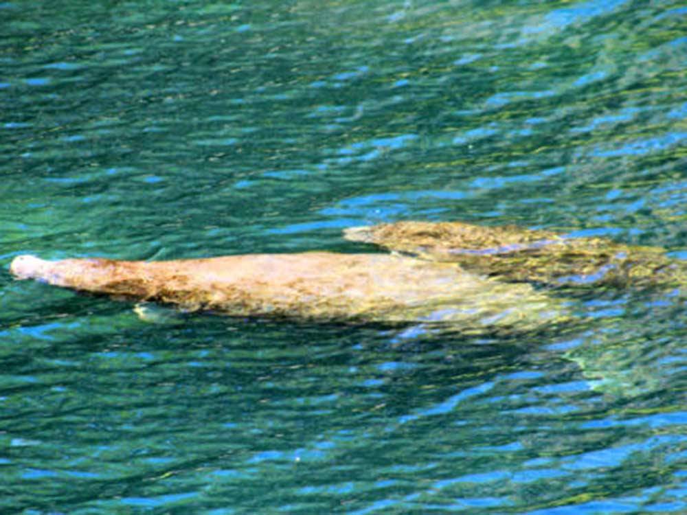 A couple of manatees in the water at CHASSAHOWITZKA RIVER CAMPGROUND