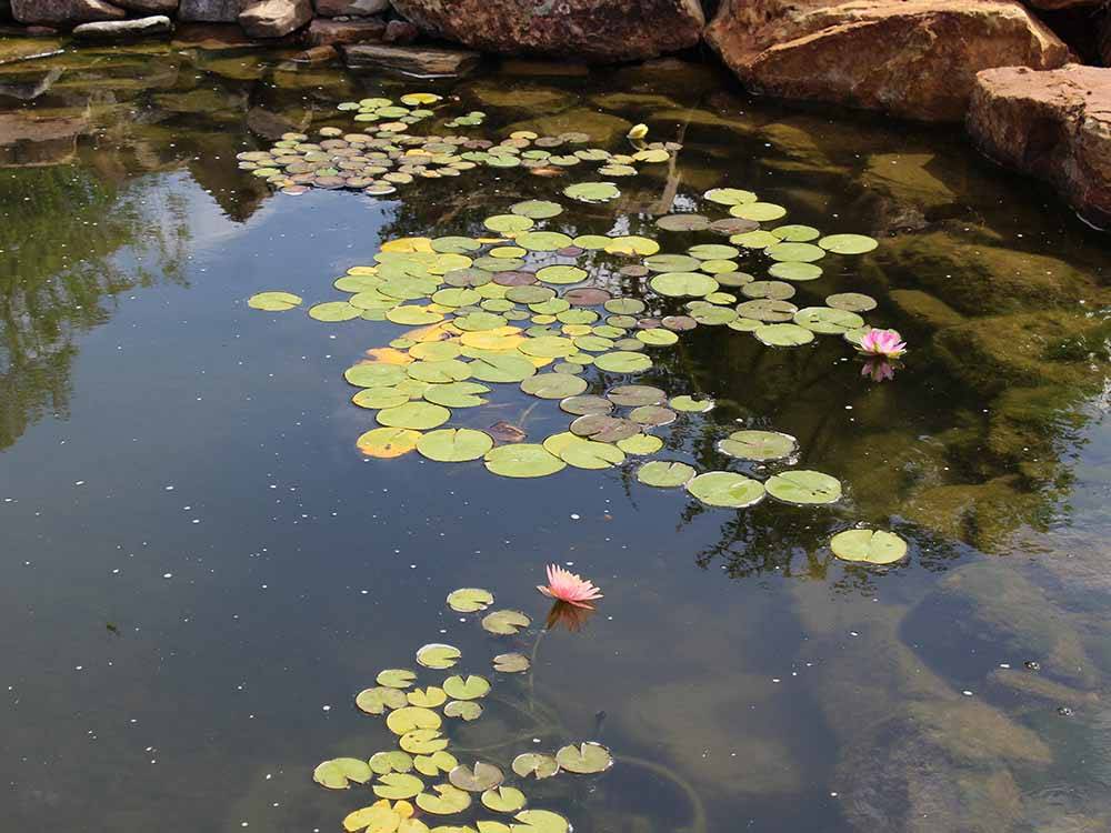 A pond with lily pads at WANDERLUST CROSSINGS RV PARK