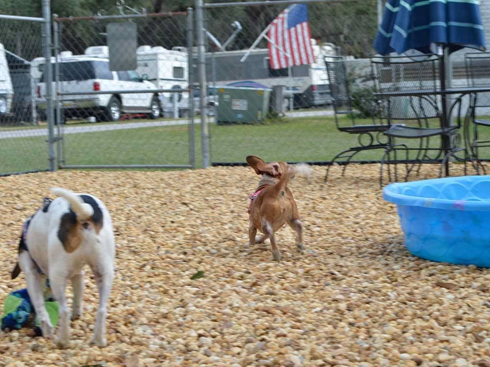 Dog exercise area at BREEZY OAKS RV PARK