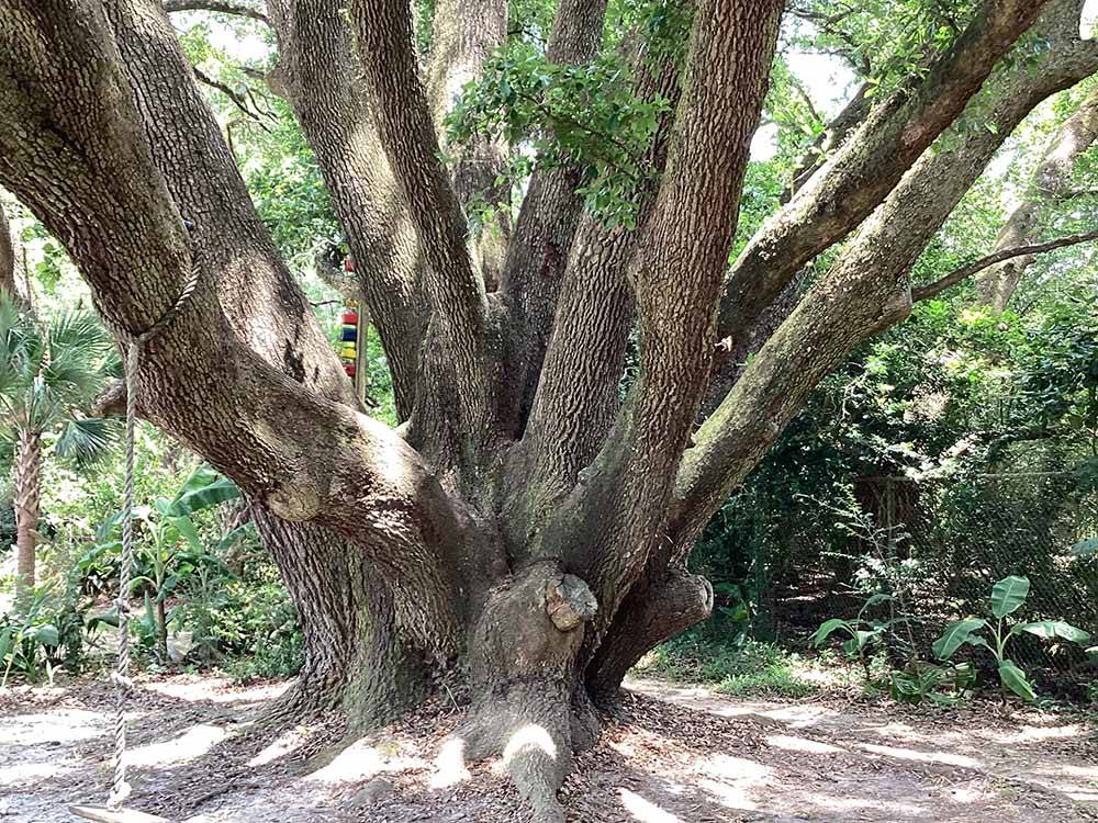 Large tree with a swing hanging from it at ALABAMA COAST CAMPGROUND