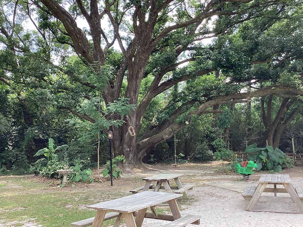Picnic benches under large trees at ALABAMA COAST CAMPGROUND