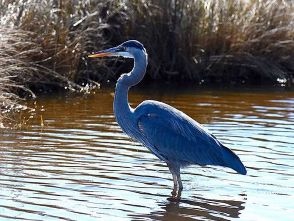 A blue heron standing in the water at BLUE HERON RV PARK