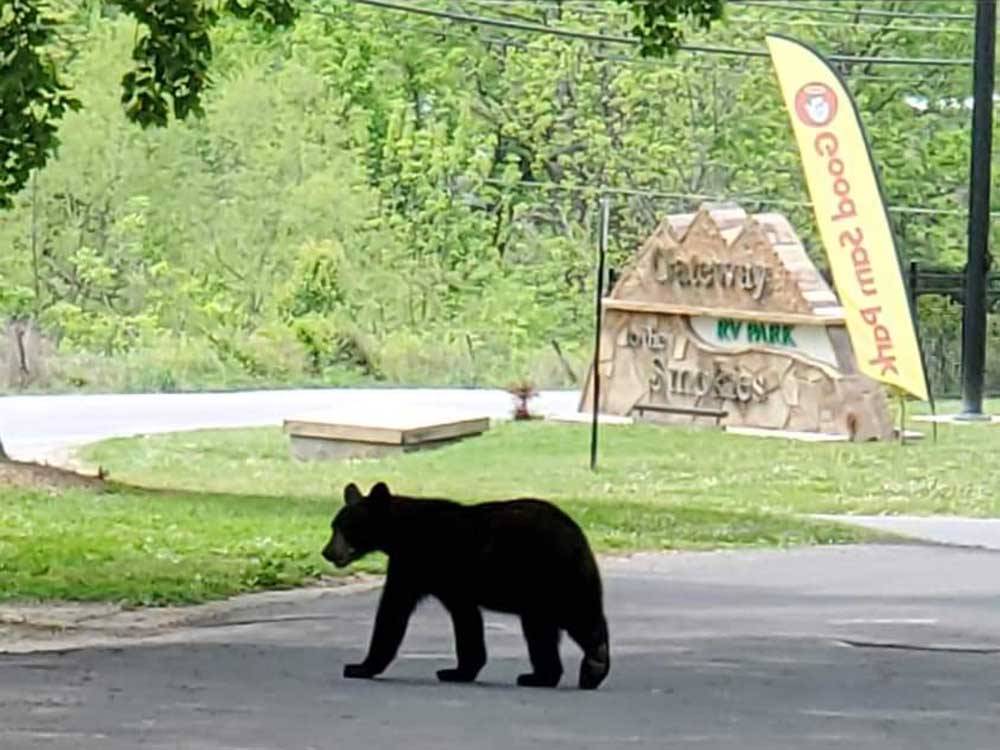 Front entrance sign with black bear walking by at GATEWAY TO THE SMOKIES RV PARK & CAMPGROUND