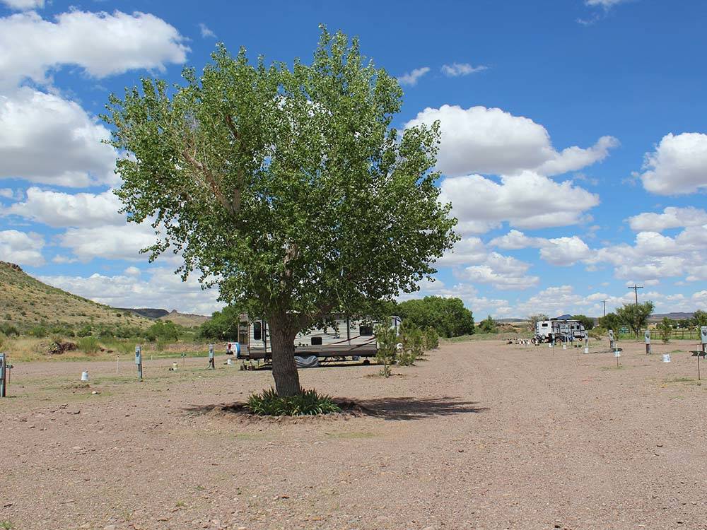A larger tree in the site area at DAVIS MOUNTAIN RV PARK