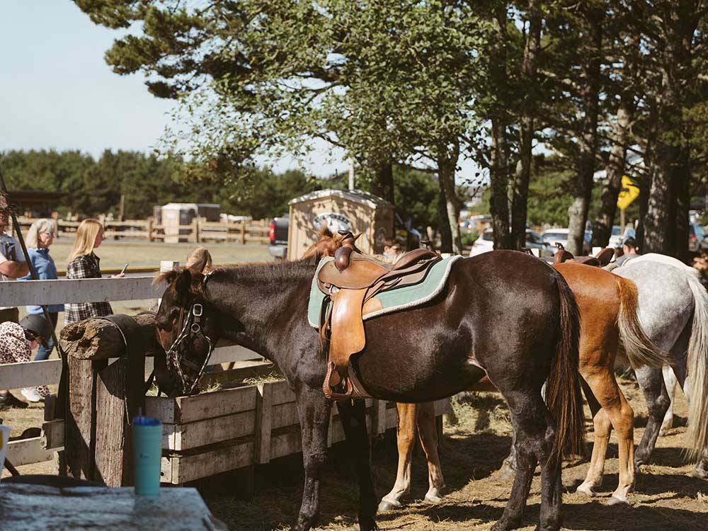 A row of horses eating at WALLICUT RIVER RV RESORT