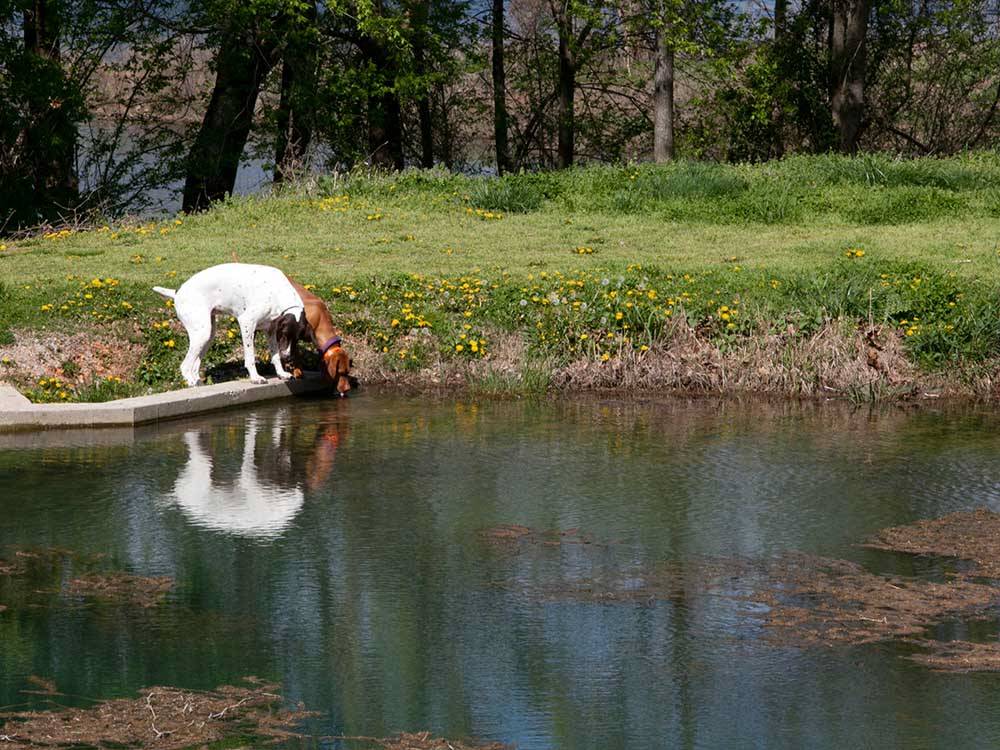 Two dogs investigating a pond at DENTON FERRY RV PARK & CABIN RENTAL
