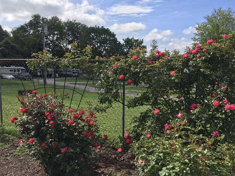 Rose bushes alongside of the RV sites at SINGING HILLS RV PARK