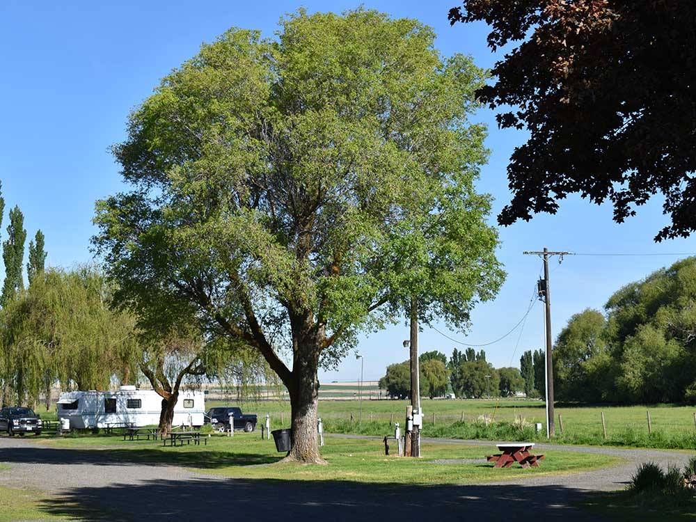 Big tree and picnic tables near RVs at COUNTRY LANE CAMPGROUND & RV PARK