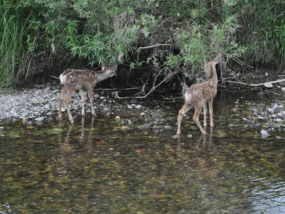 Two deer in the stream at MCCALL RV RESORT