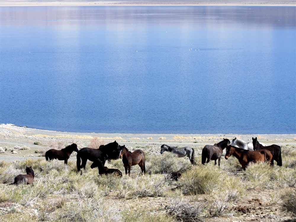 A heard of horses next to the water at WHISKEY FLATS RV PARK