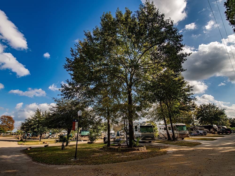 RVs parked in a row next to tall trees at RAYFORD CROSSING RV RESORT