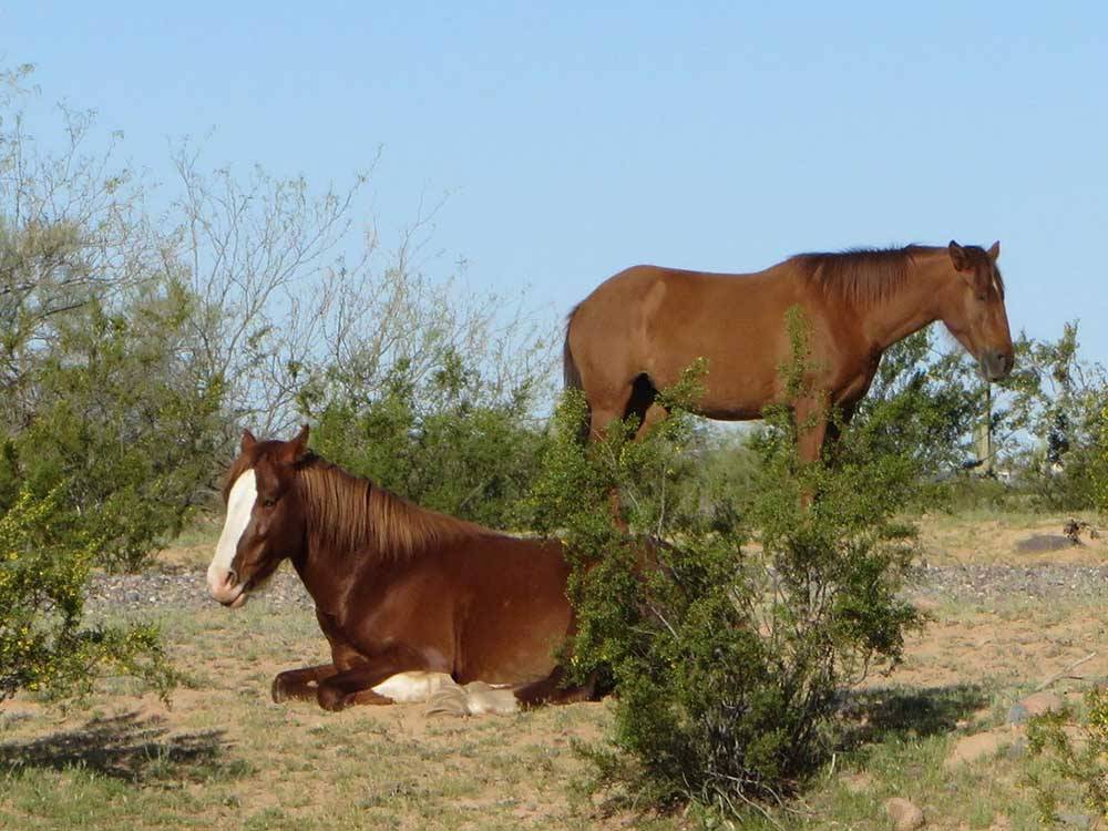Horses relaxing in desert environment at EAGLE VIEW RV RESORT ASAH GWEH OOU-O AT FORT MCDOWELL