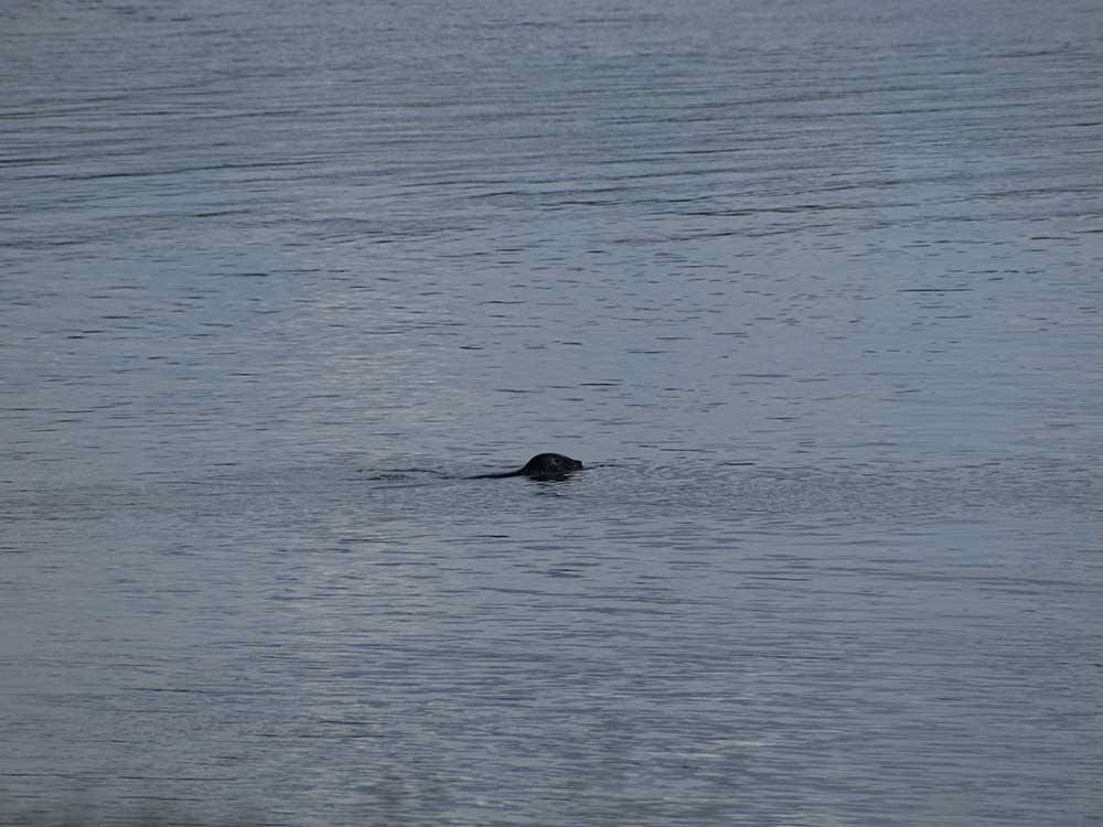The head of a sea lion in the water at THE WATERFRONT AT POTLATCH RESORT & RV PARK