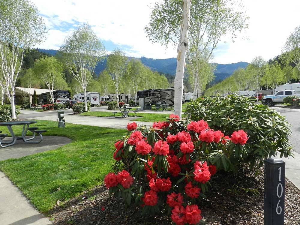 RVs and trailers at campground at SEVEN FEATHERS RV RESORT