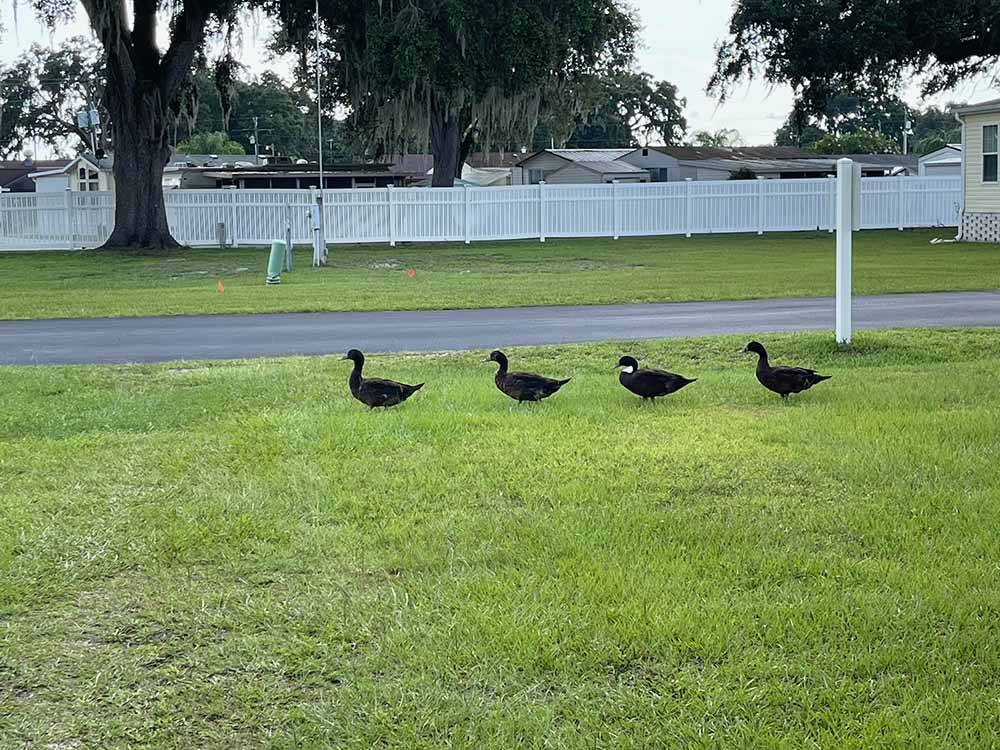 Four ducks walking in the grass at SUNSHINE VILLAGE