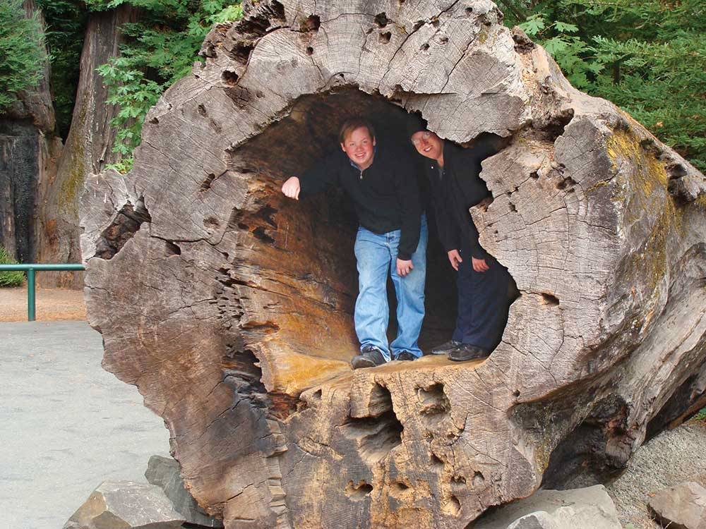 A couple standing inside of a fallen tree at ANCIENT REDWOODS RV PARK
