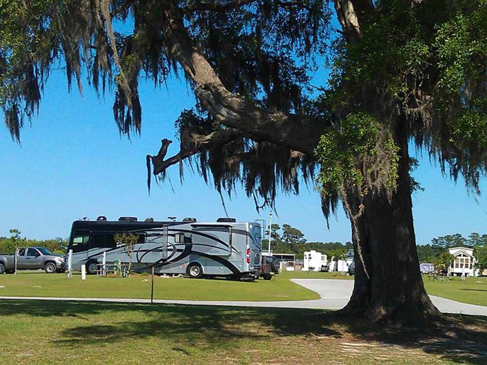 A tree in front of paved RV sites at WHITE OAK SHORES CAMPING & RV RESORT