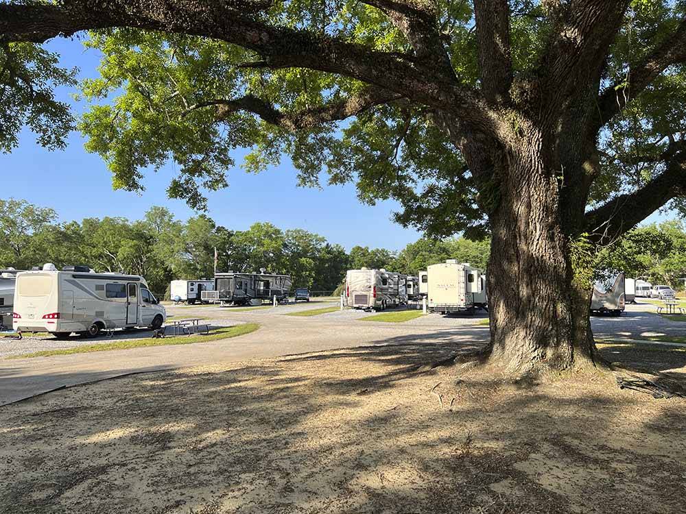 One of the many large trees at PENSACOLA RV PARK