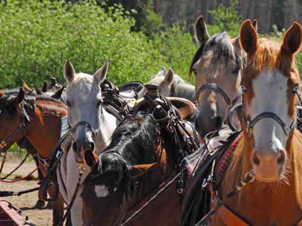 A group of horses in tack at WINDING RIVER RESORT