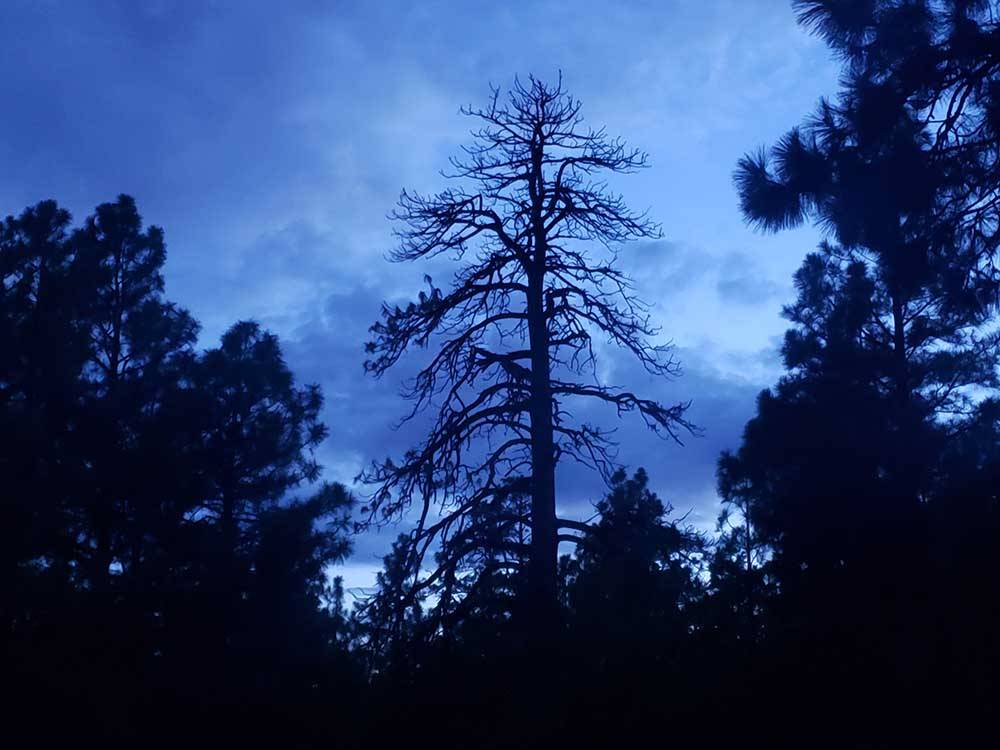 A silhouette of a tree at FLAGSTAFF RV PARK