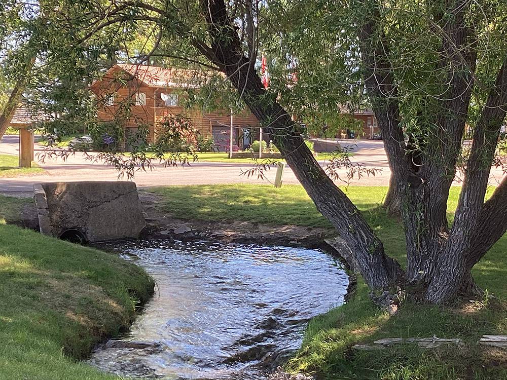 A view of the stream near a large tree at ROCKY MOUNTAIN 'HI' RV PARK AND CAMPGROUND
