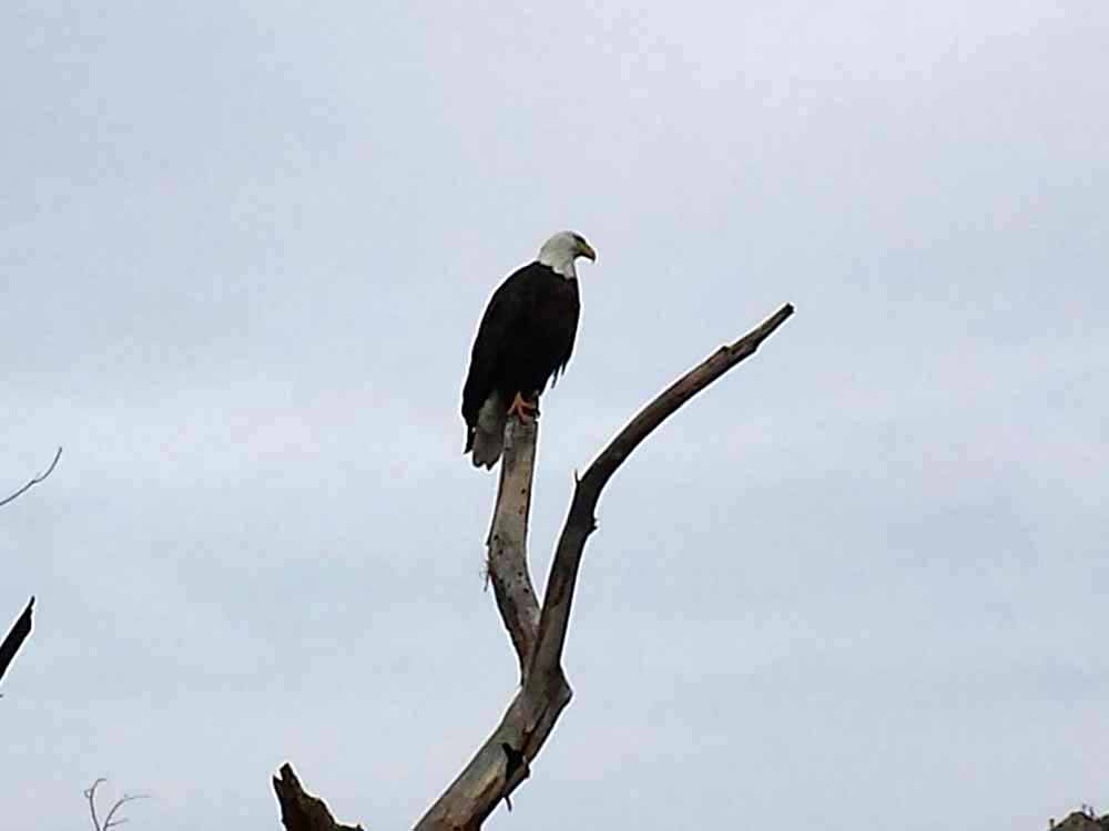 An eagle sitting on a branch at LAKE ISABELLA RV RESORT